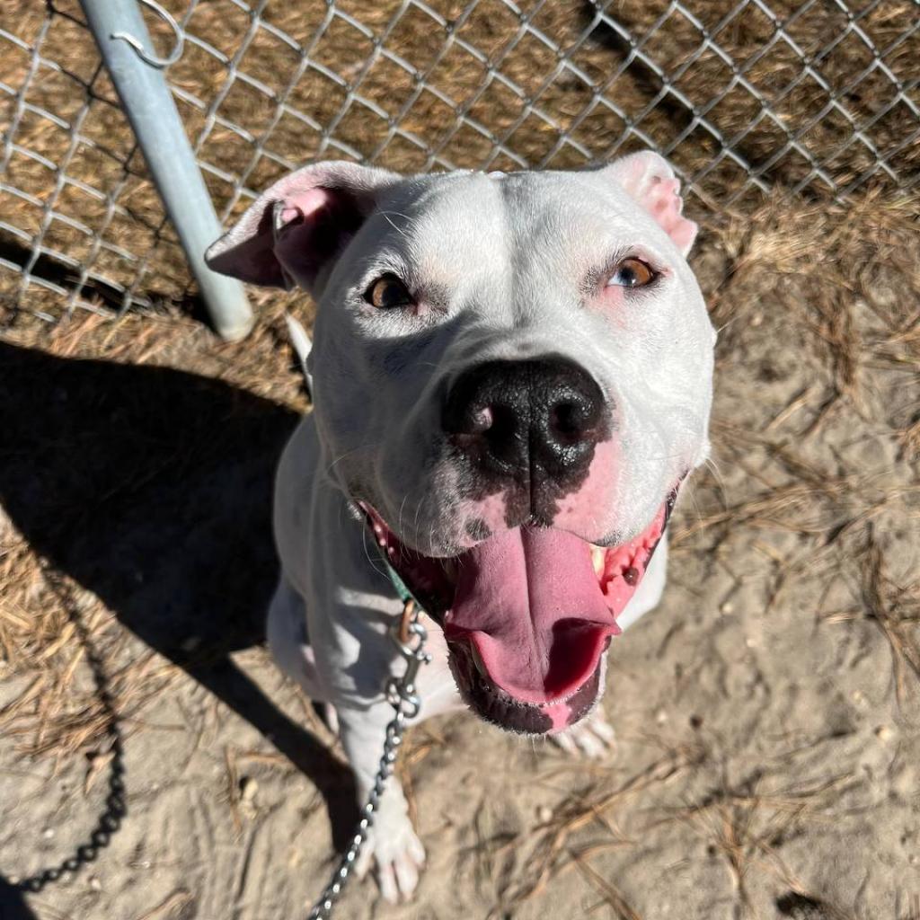 Melo, a Adoptable Mixed Breed in New York, NY image 6/6