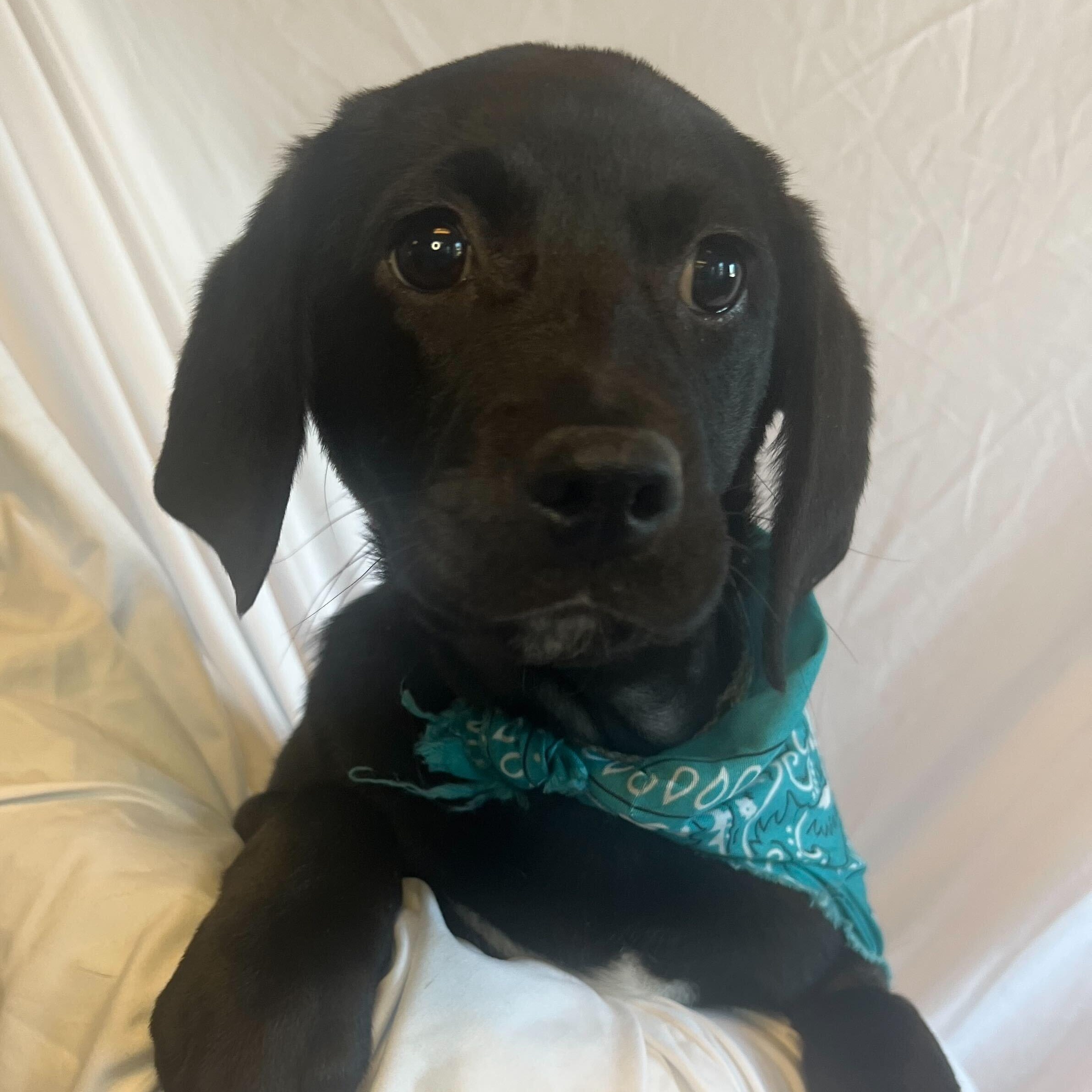 Bear, Adoptable, Puppy Male Mixed Breed.