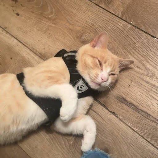 Buddy, Adoptable, Adult Male Domestic Short Hair.