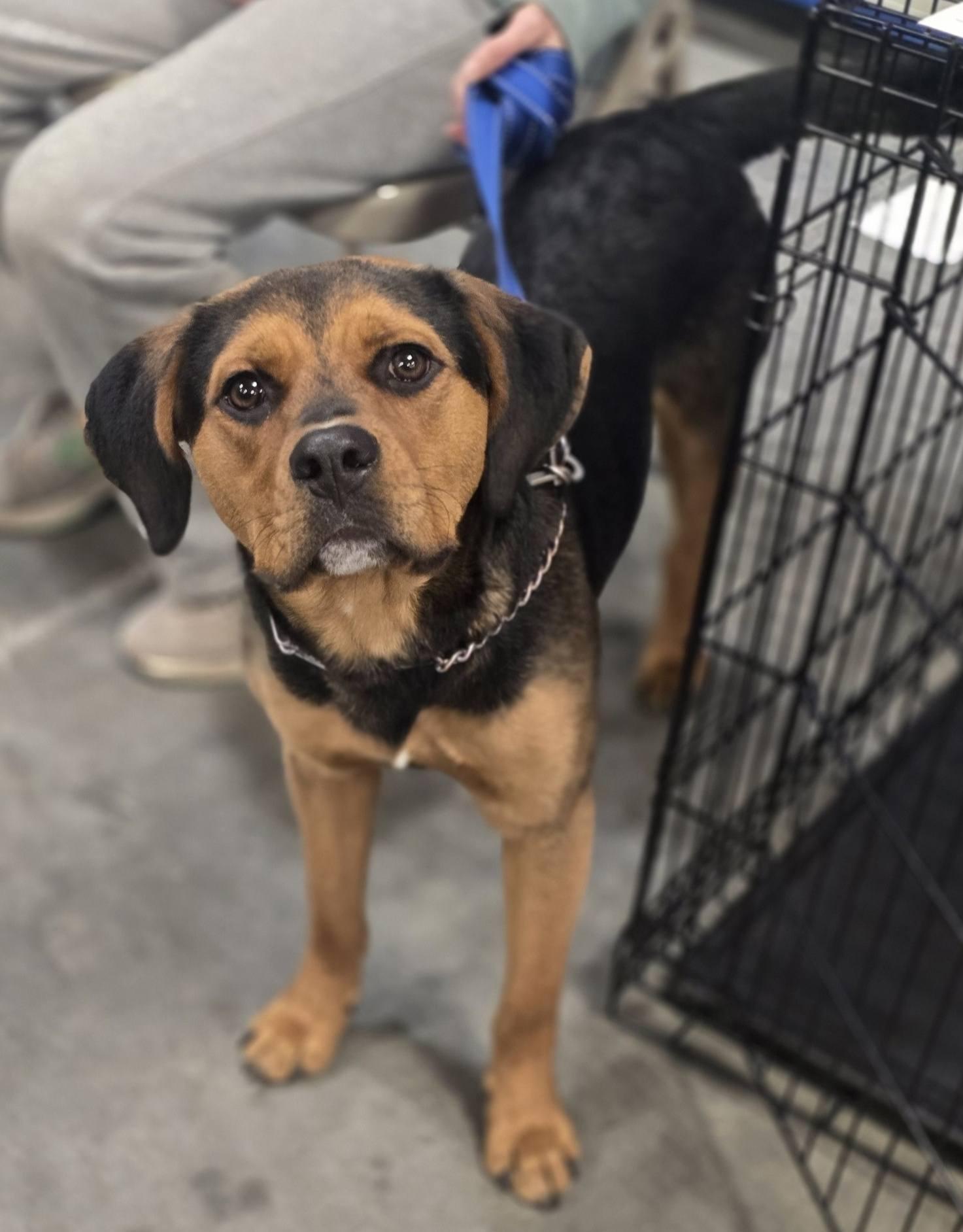 Moby, a Adoptable Hound in St. Louis, MO image 2/3