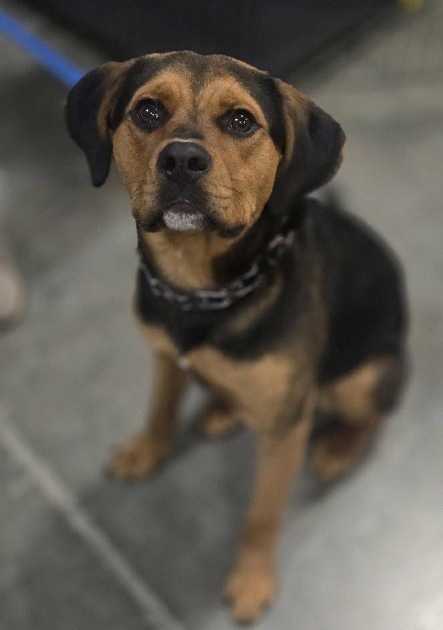 Moby, a Adoptable Hound in St. Louis, MO image 3/3