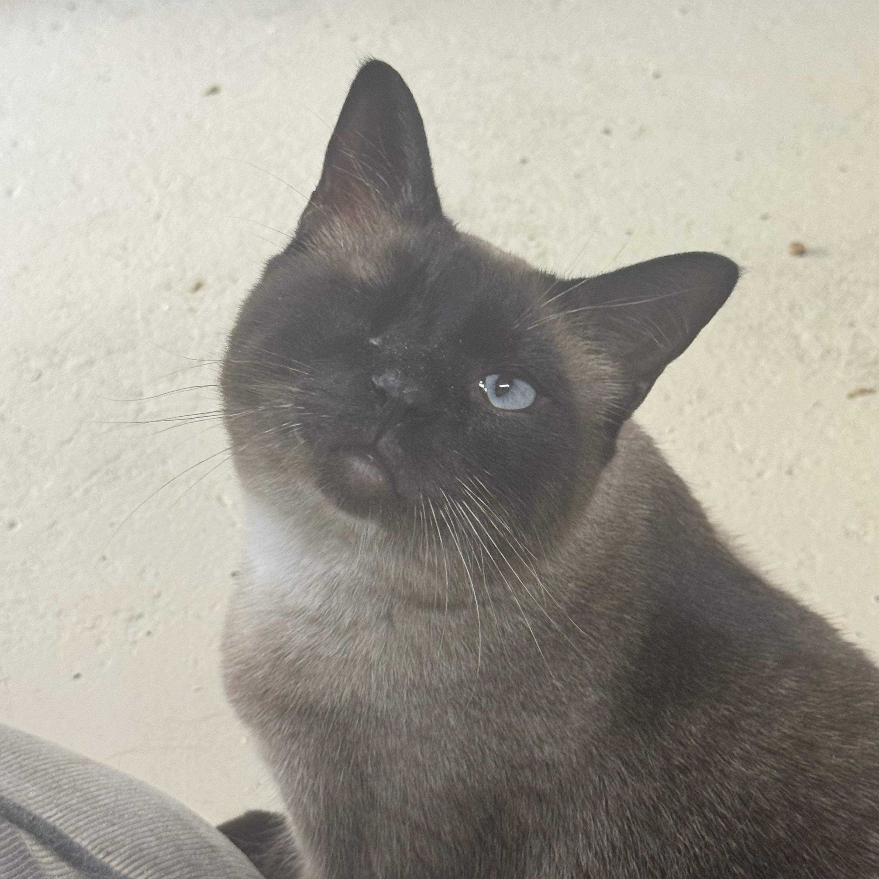 Enlarge Winks 3365709, a Adopted Siamese in Lees Summit, MO image 3/3