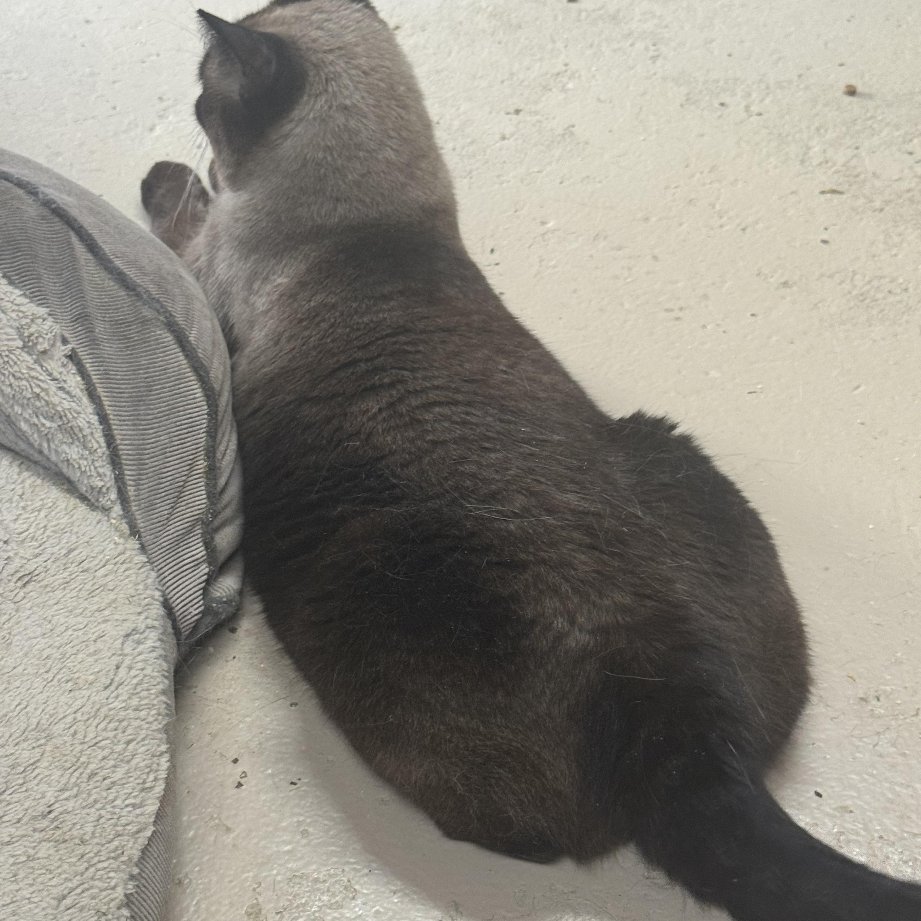Enlarge Winks 3365709, a Adopted Siamese in Lees Summit, MO image 2/3