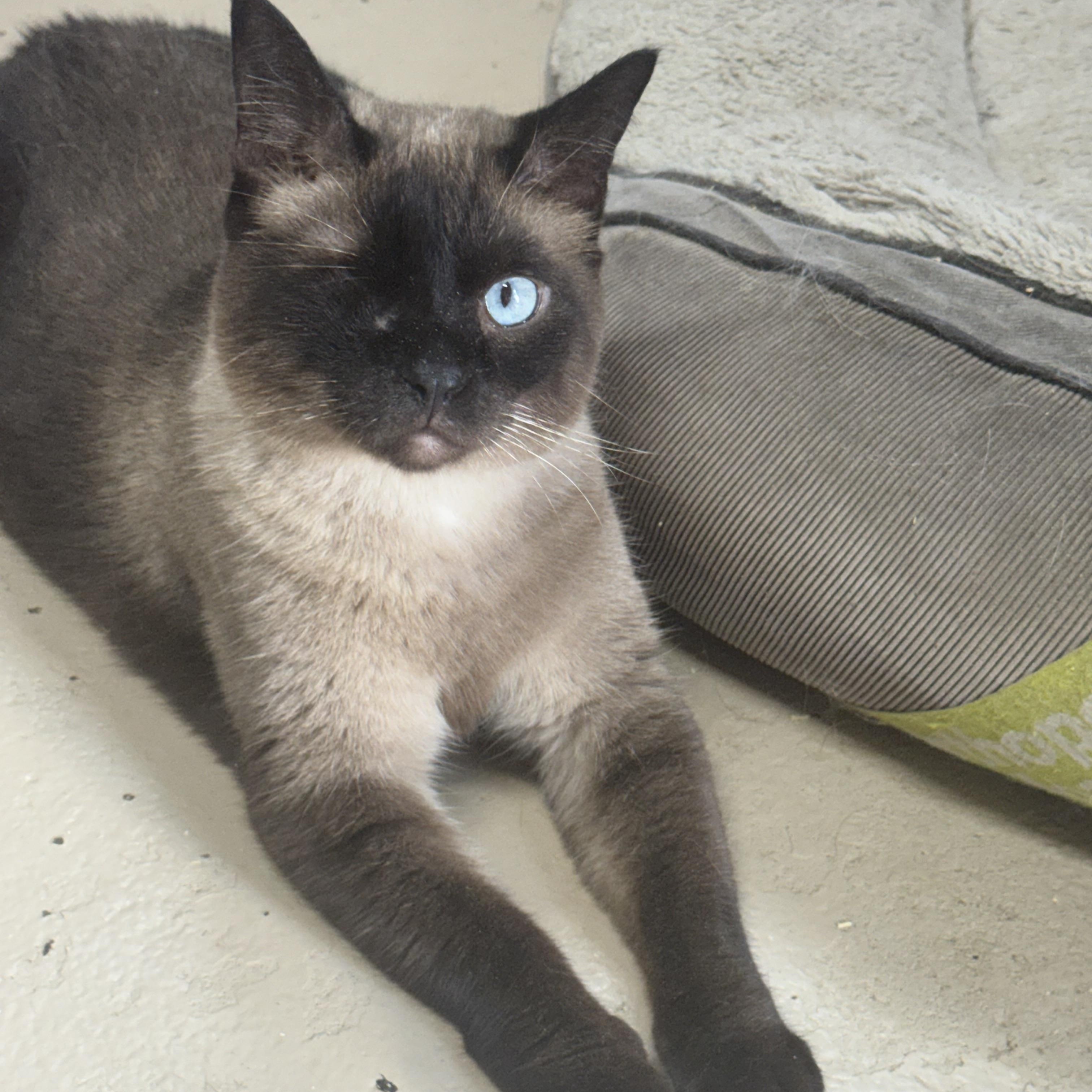 Winks 3365709, Adopted, Adult Male Siamese.