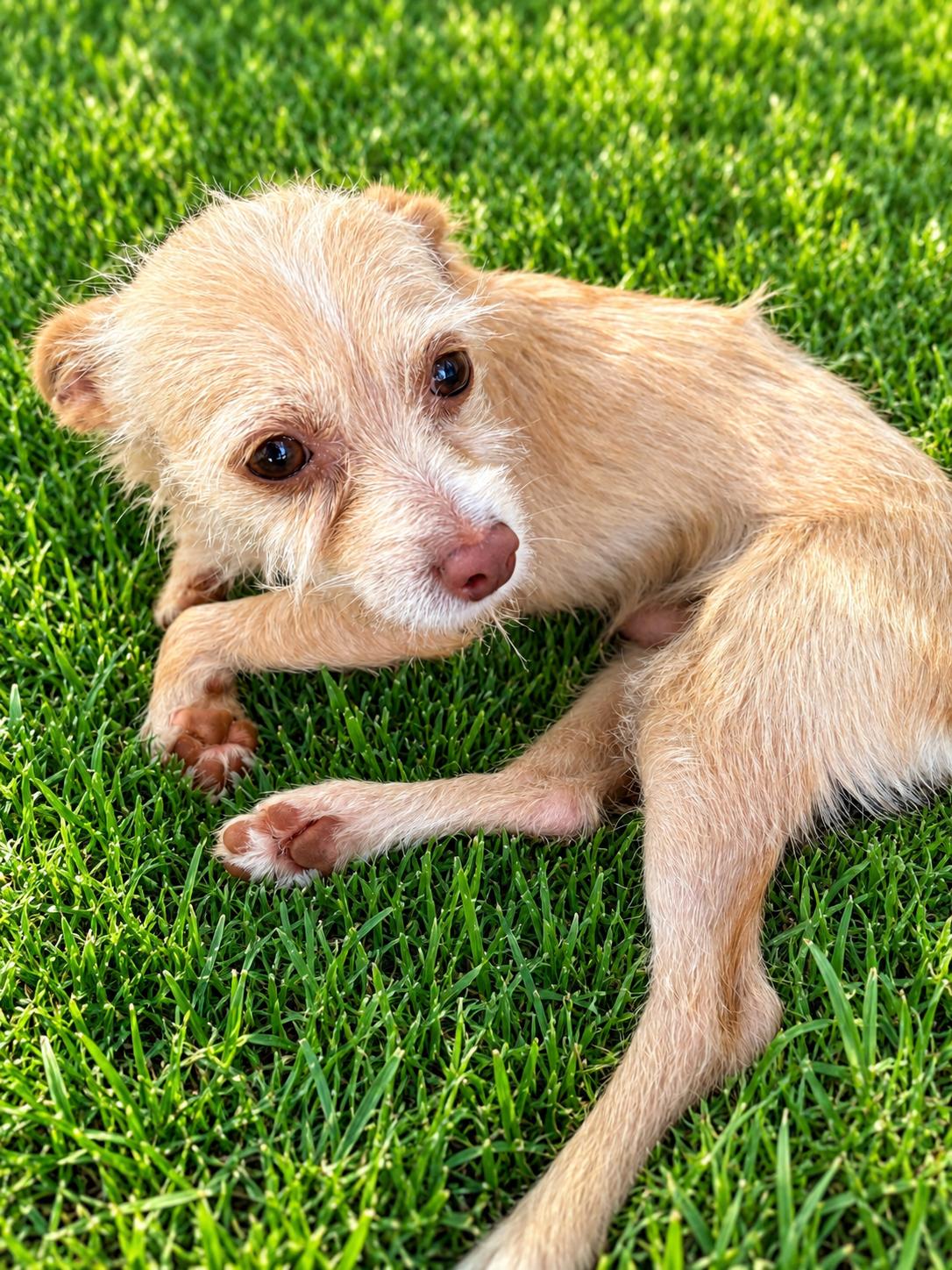 Enlarge Dobby, a Adoptable mixed breed in Georgetown , CA image 1/1