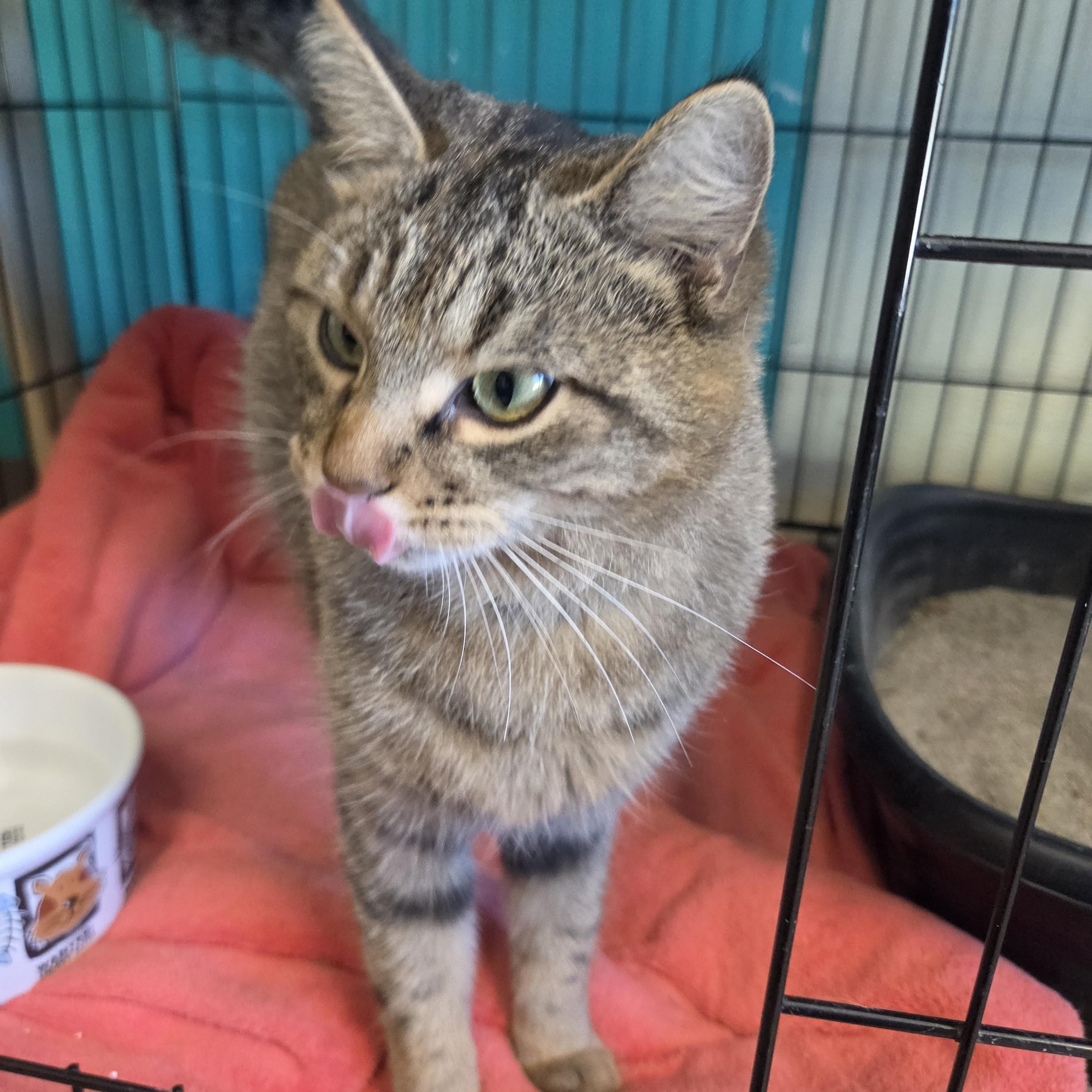 Enlarge Aprilia, a Adoptable Domestic Short Hair in Brookings, SD image 1/2