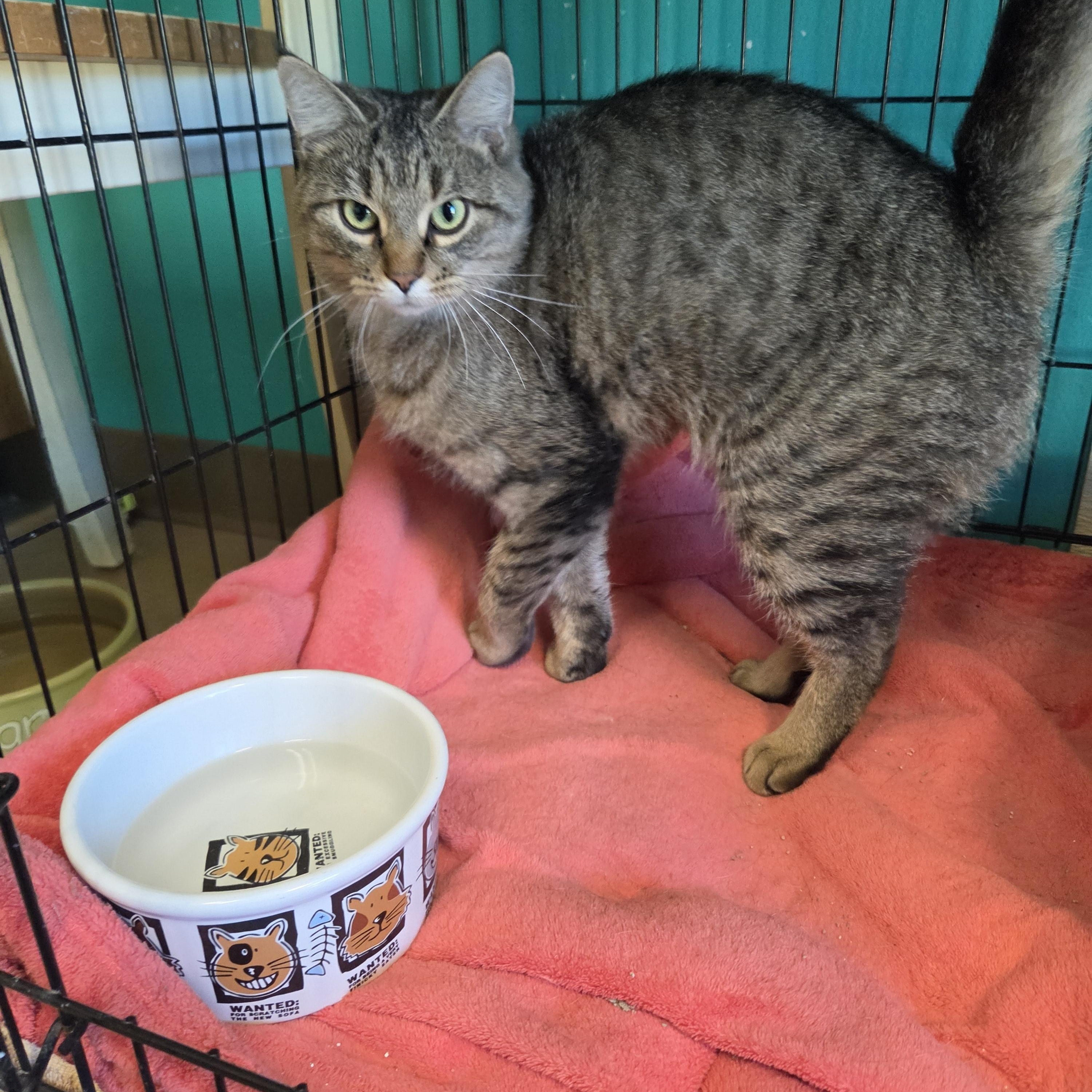 Enlarge Aprilia, a Adoptable Domestic Short Hair in Brookings, SD image 2/2