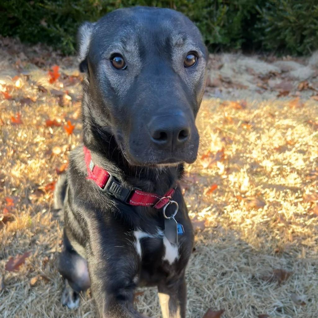 Enlarge Goofy, a Adoptable mixed breed in Fairfax, VA image 1/6