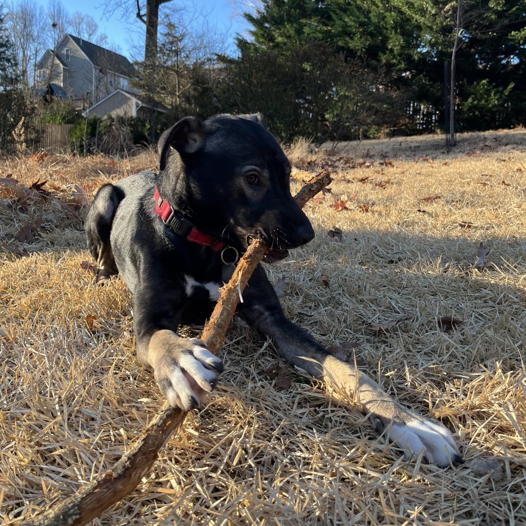 Enlarge Goofy, a Adoptable mixed breed in Fairfax, VA image 2/6