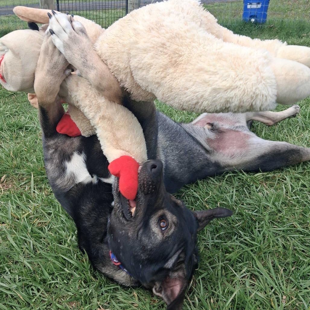 Enlarge Goofy, a Adoptable mixed breed in Fairfax, VA image 3/6