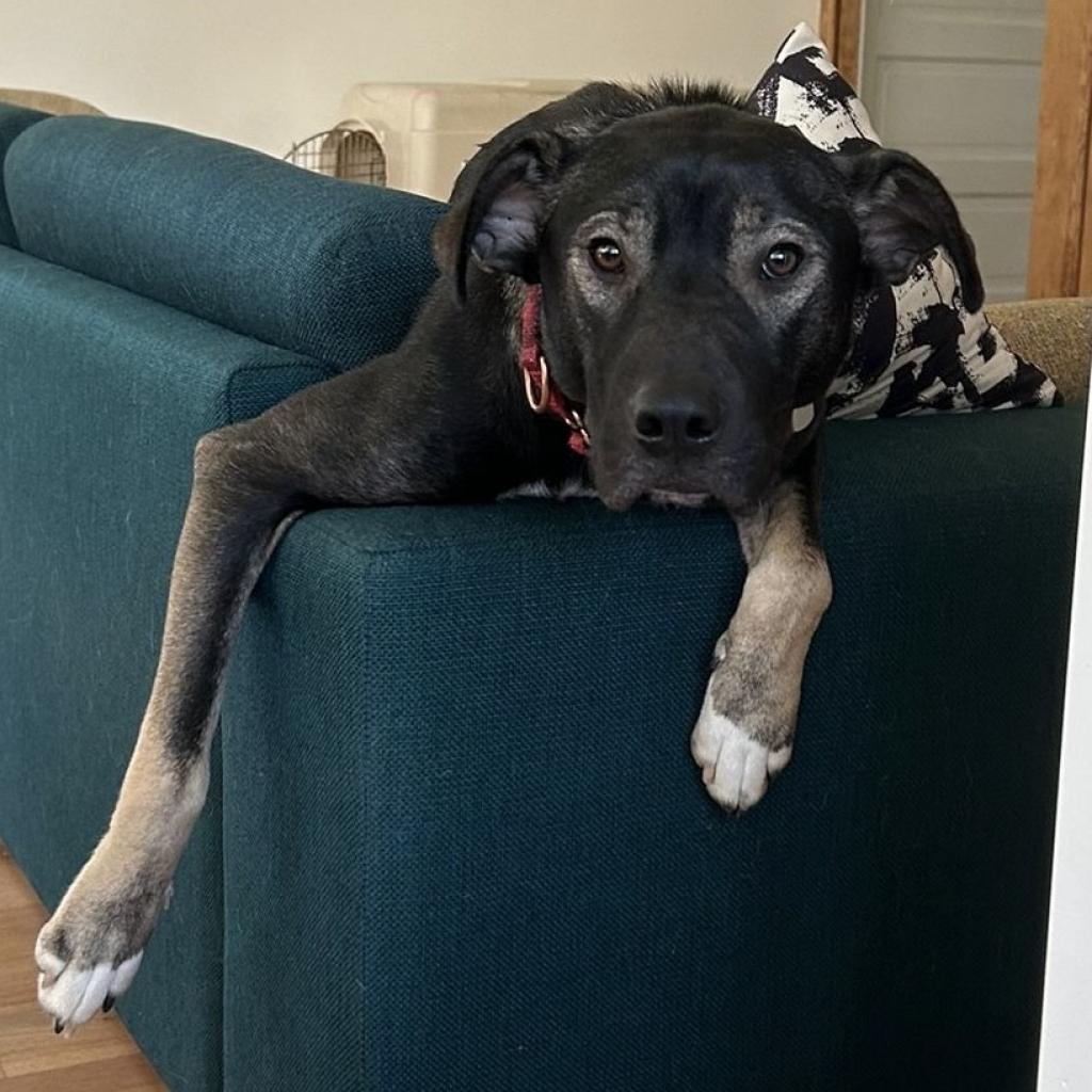 Enlarge Goofy, a Adoptable mixed breed in Fairfax, VA image 4/6