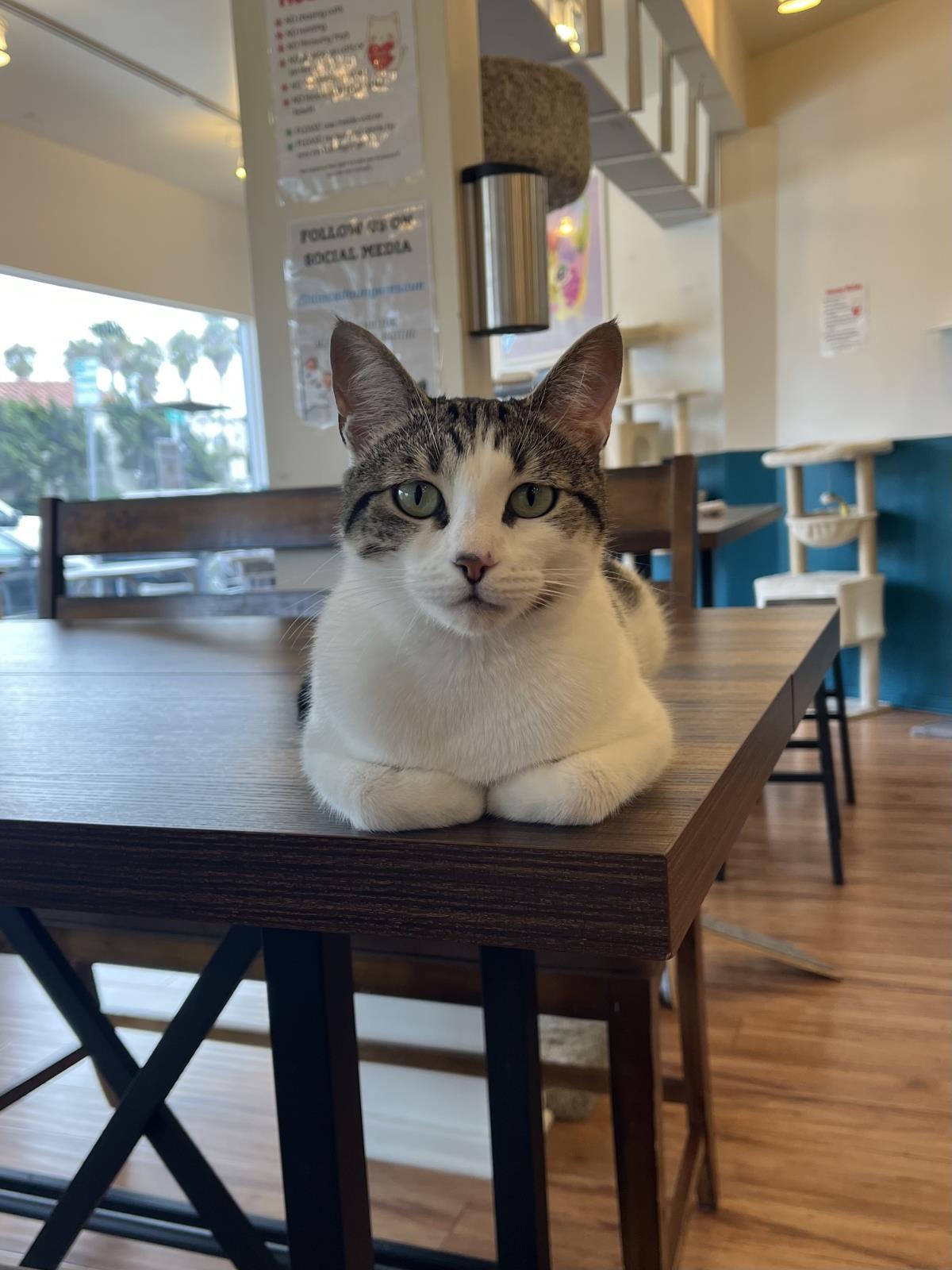 Enlarge Buttered Popcorn, a Adoptable Domestic Short Hair in La Jolla, CA image 1/3