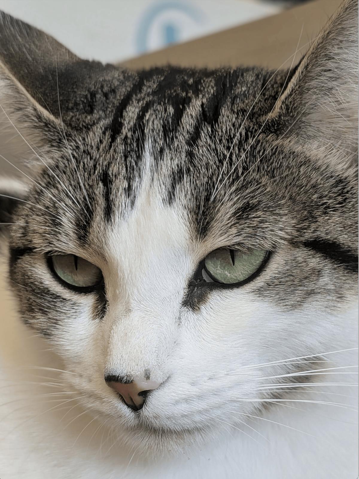 Buttered Popcorn, a Adoptable Domestic Short Hair in La Jolla, CA image 2/3