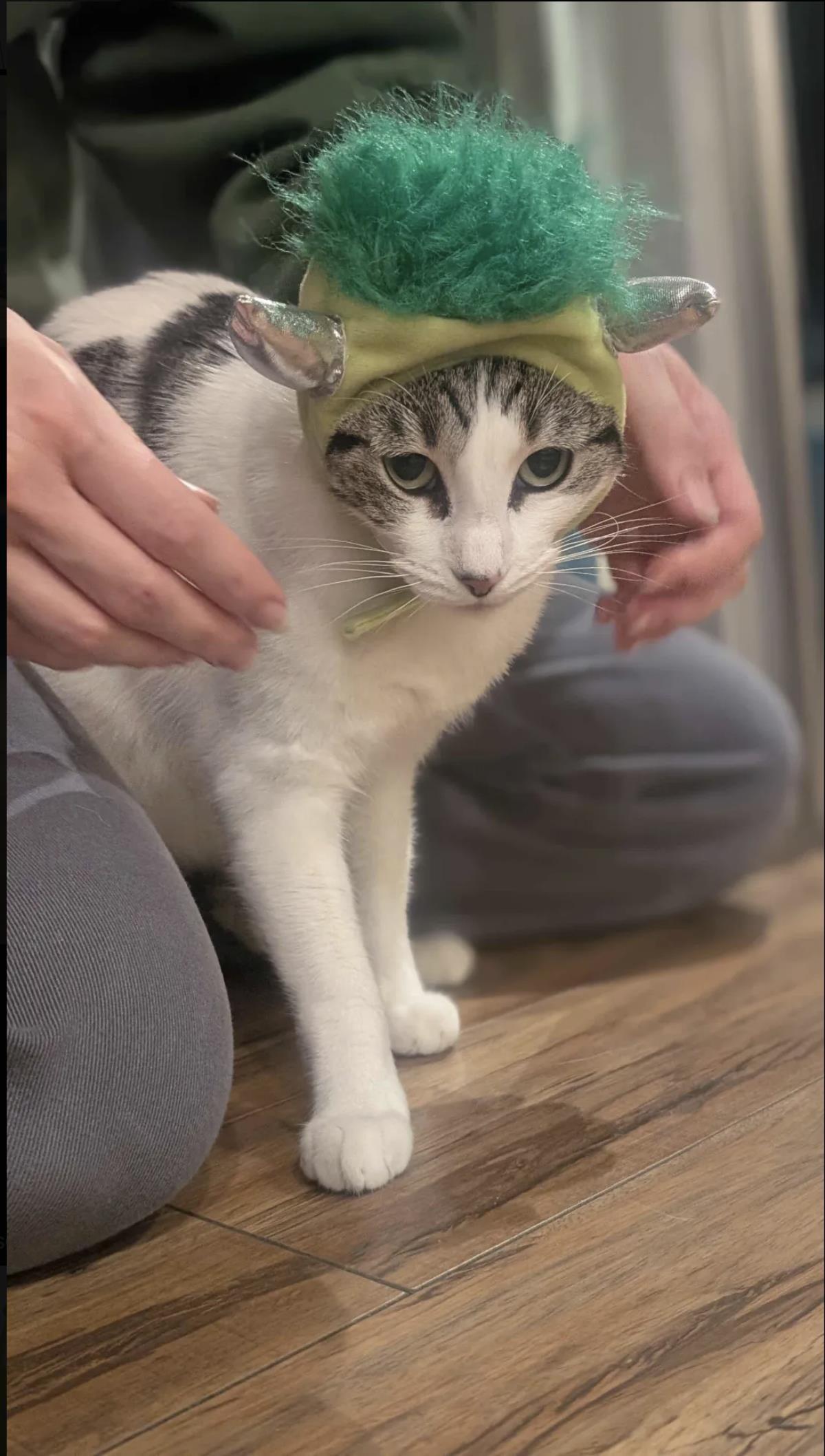 Buttered Popcorn, a Adoptable Domestic Short Hair in La Jolla, CA image 3/3