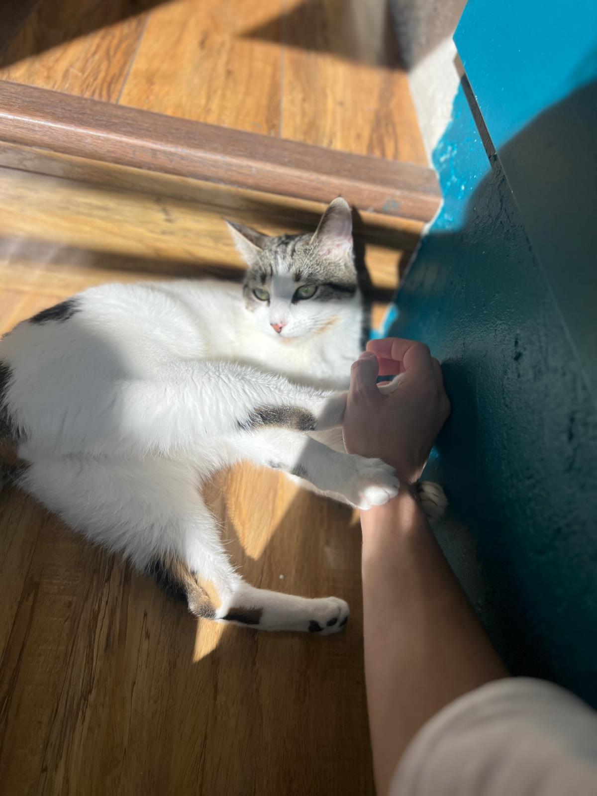 Enlarge Buttered Popcorn, a Adoptable Domestic Short Hair in La Jolla, CA image 2/3