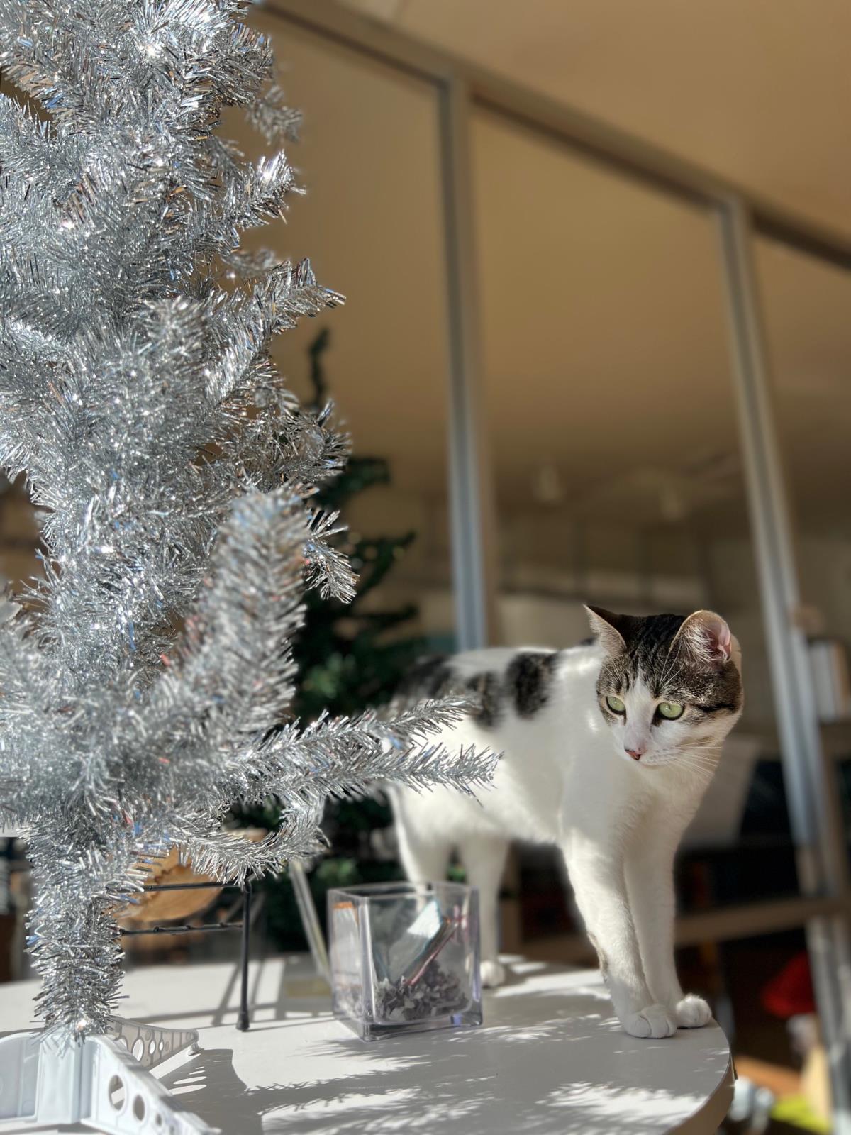 Enlarge Buttered Popcorn, a Adoptable Domestic Short Hair in La Jolla, CA image 3/3