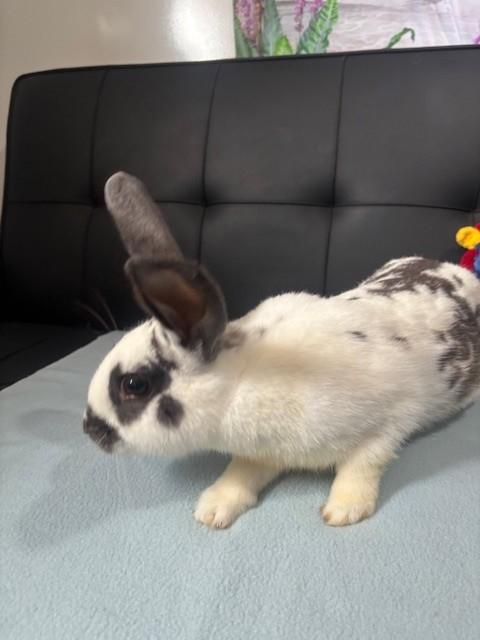 Ozzy, Adopted, Adult Male English Spot.