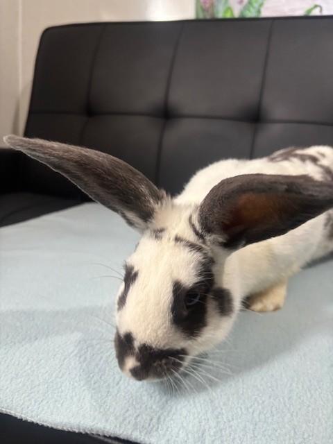 Enlarge Ozzy, a Adopted English Spot in Navarre, FL image 2/3