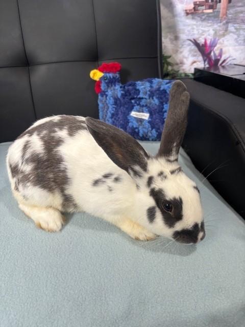 Enlarge Ozzy, a Adopted English Spot in Navarre, FL image 3/3