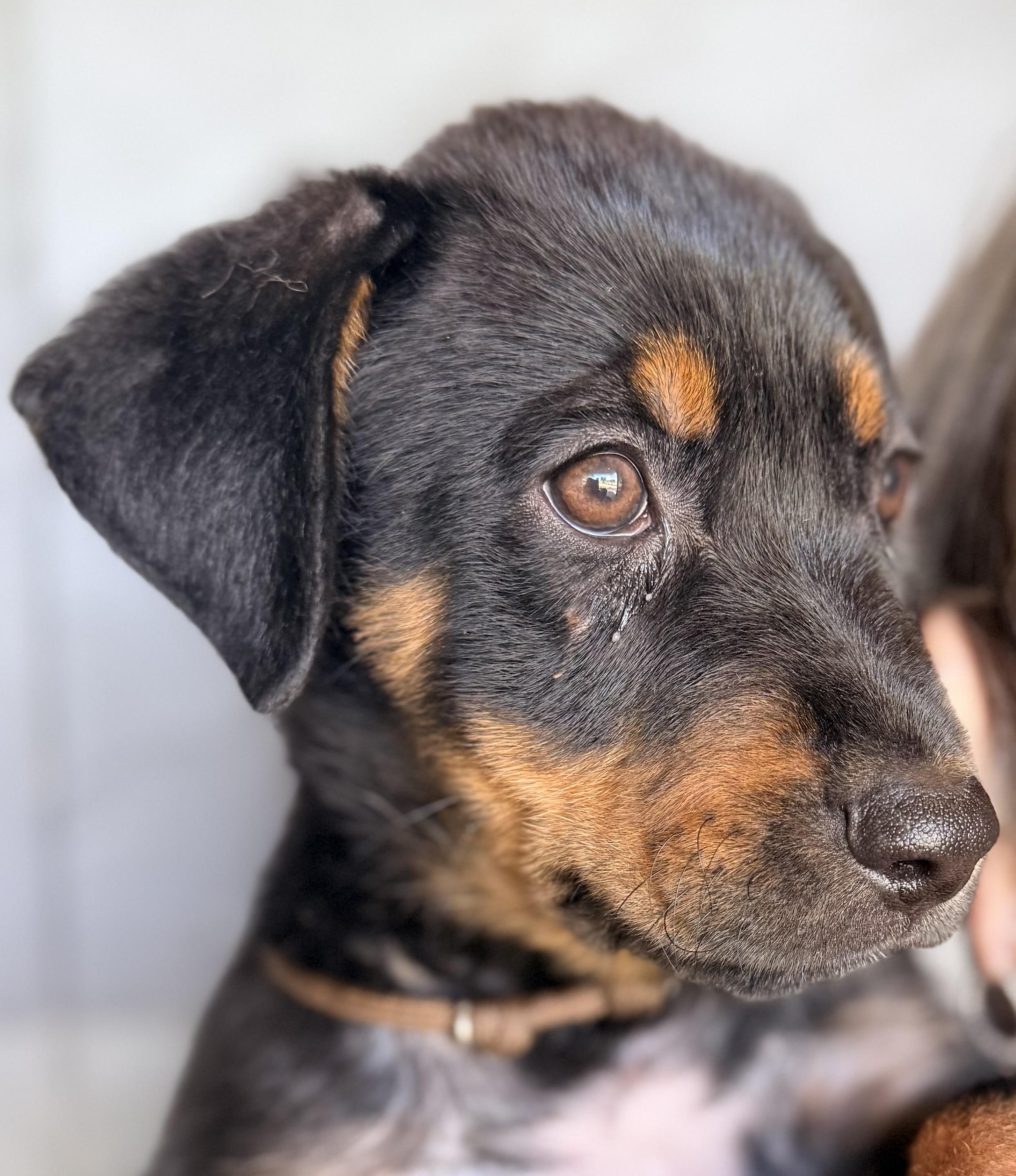 Enzo, an adopted mixed breed in Austin, TX image 3/6
