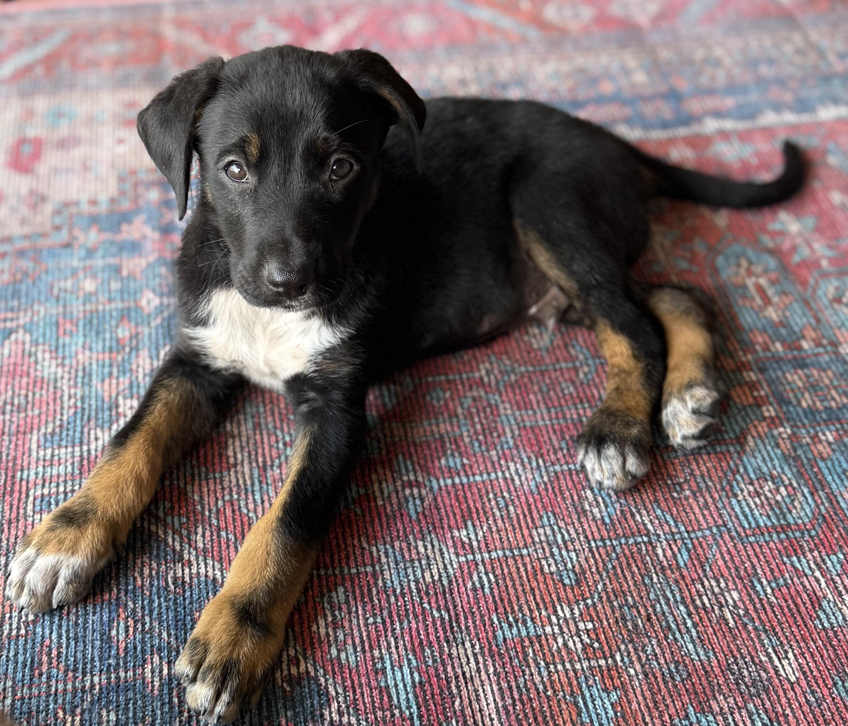 Enzo, adopted, Puppy Female Labrador Retriever.