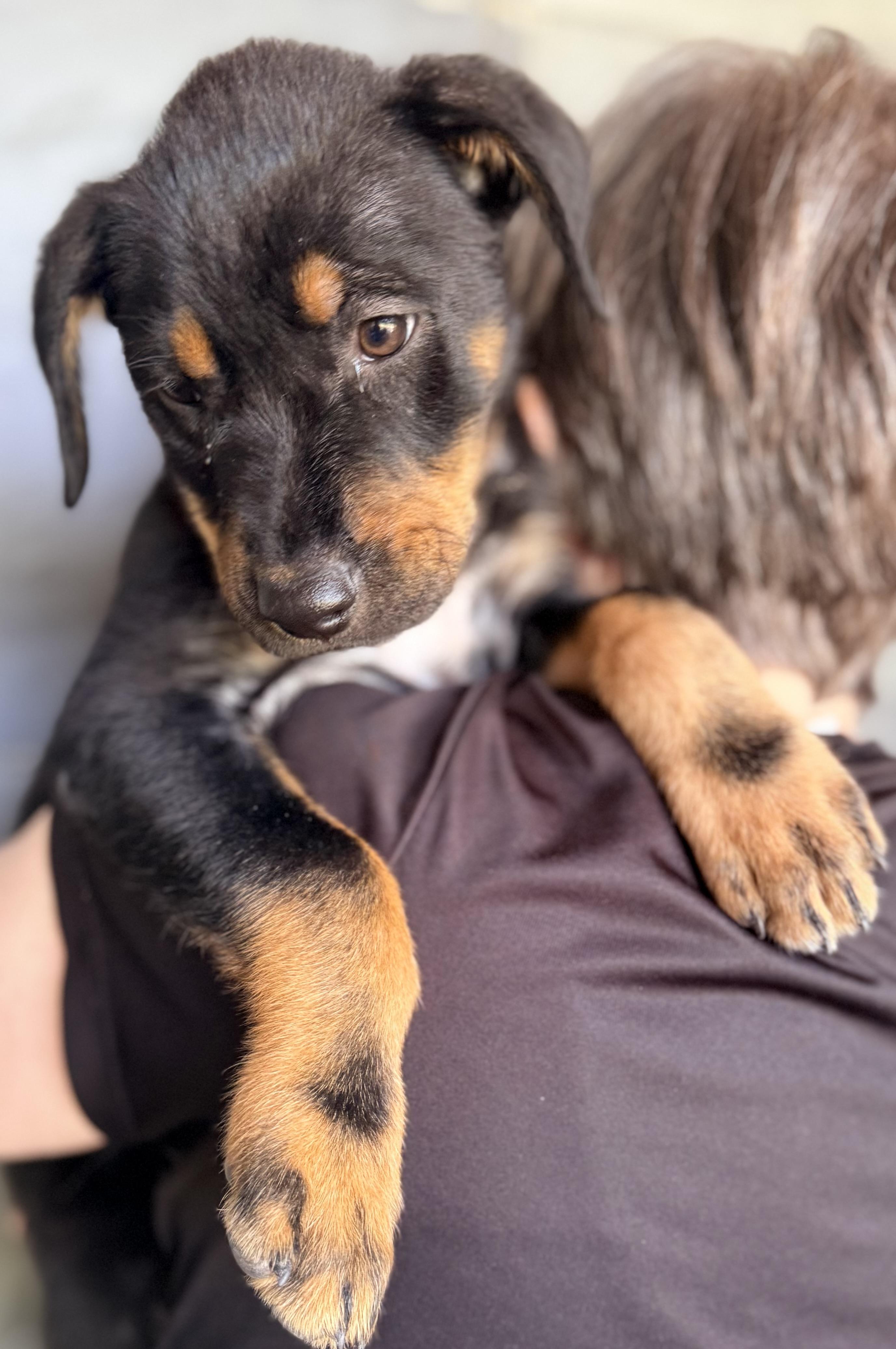 Enzo, an adopted mixed breed in Austin, TX image 4/6