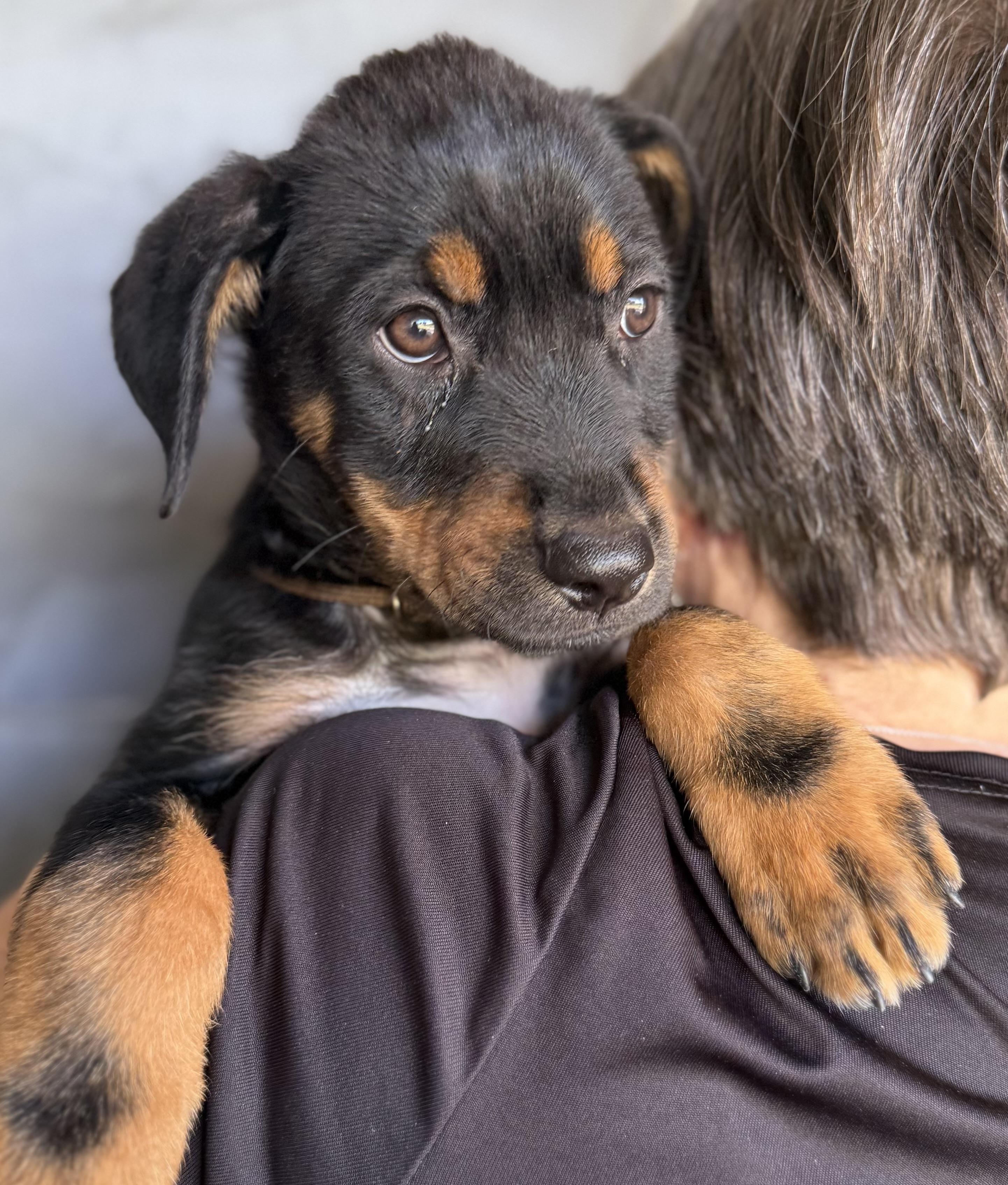 Enzo, an adopted mixed breed in Austin, TX image 5/6