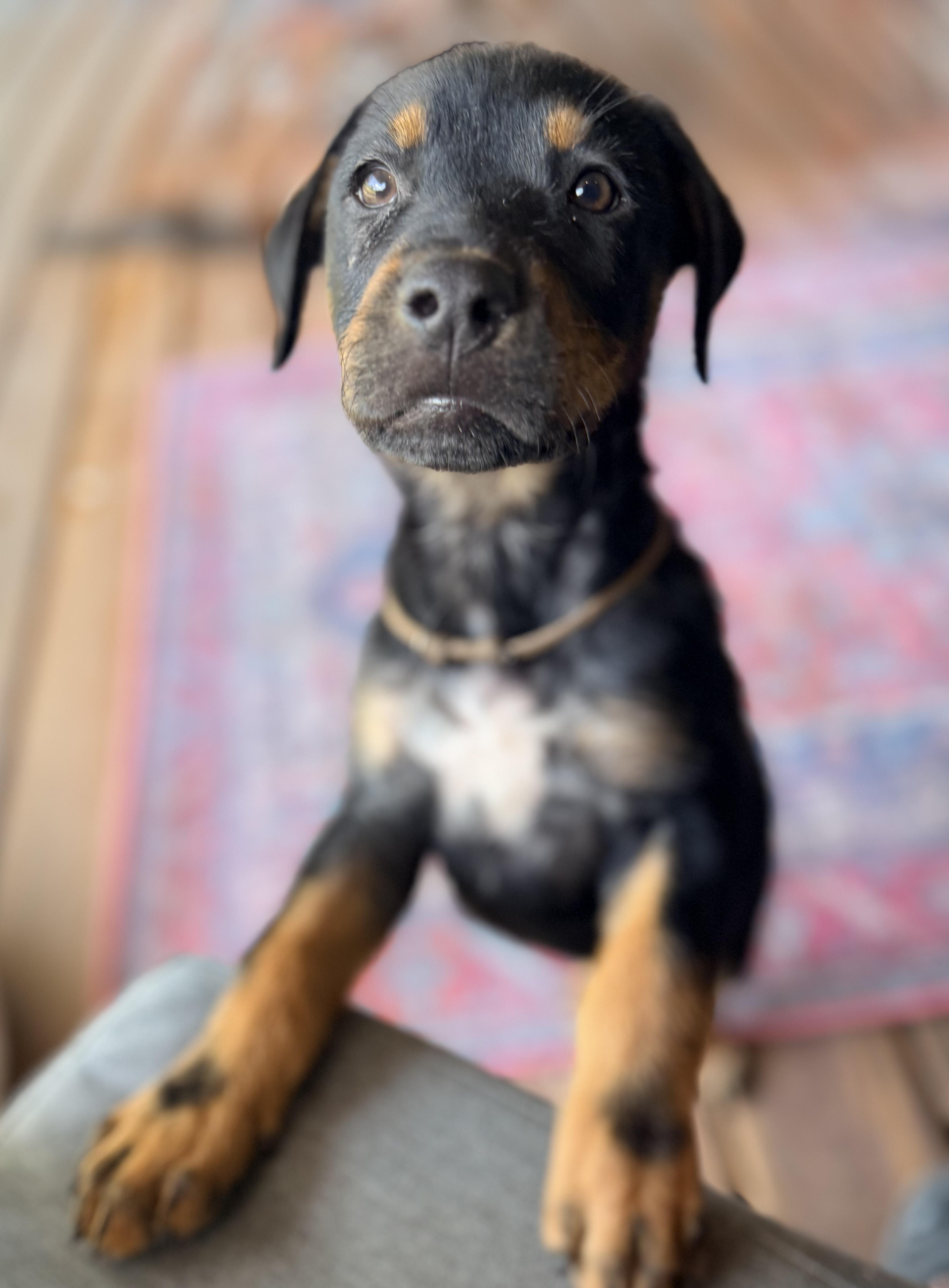 Enzo, an adopted mixed breed in Austin, TX image 2/6