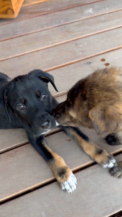 Enlarge Enzo, an adopted mixed breed in Austin, TX video 6/6