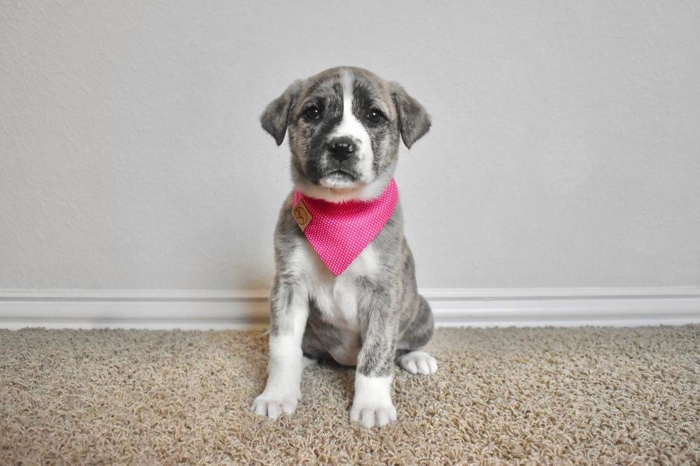 Vivian, Adoptable, Puppy Female Great Pyrenees & Pit Bull Terrier.