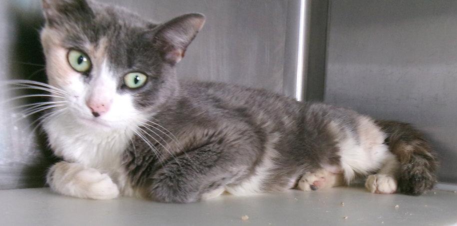 Johannes, Adopted, Young Female Dilute Calico.