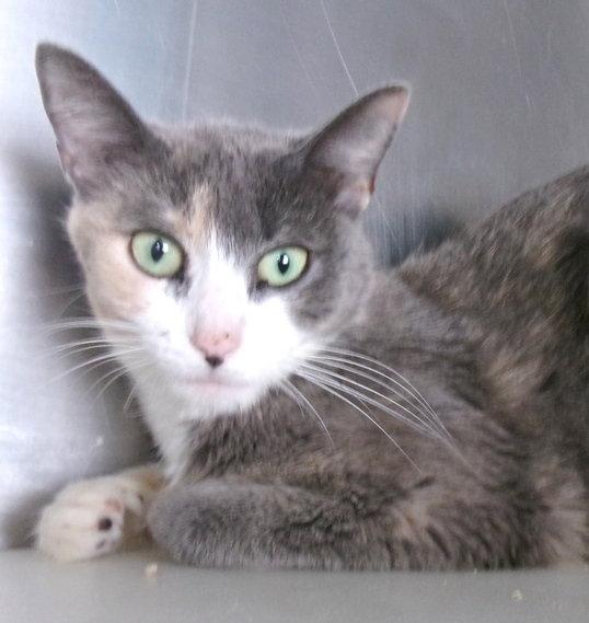 Enlarge Johannes, a Adopted Dilute Calico in Carrollton, GA image 2/3