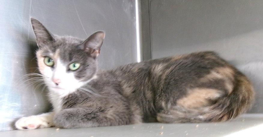 Enlarge Johannes, a Adopted Dilute Calico in Carrollton, GA image 3/3