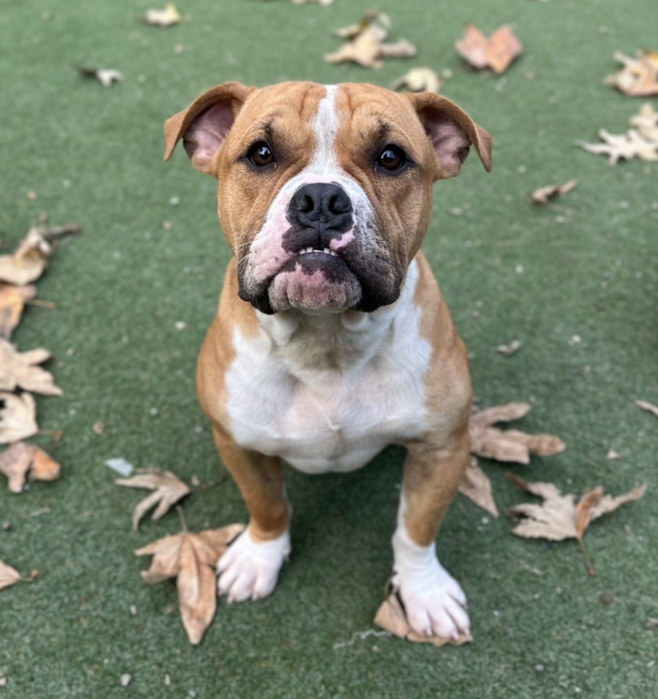 Jingle, ADOPTABLE, Adult Male Bulldog & Staffordshire Bull Terrier.