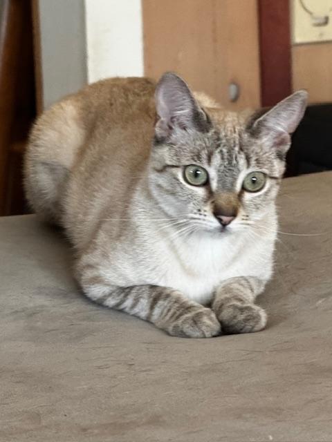 Mira, ADOPTABLE, Young Female Siamese.