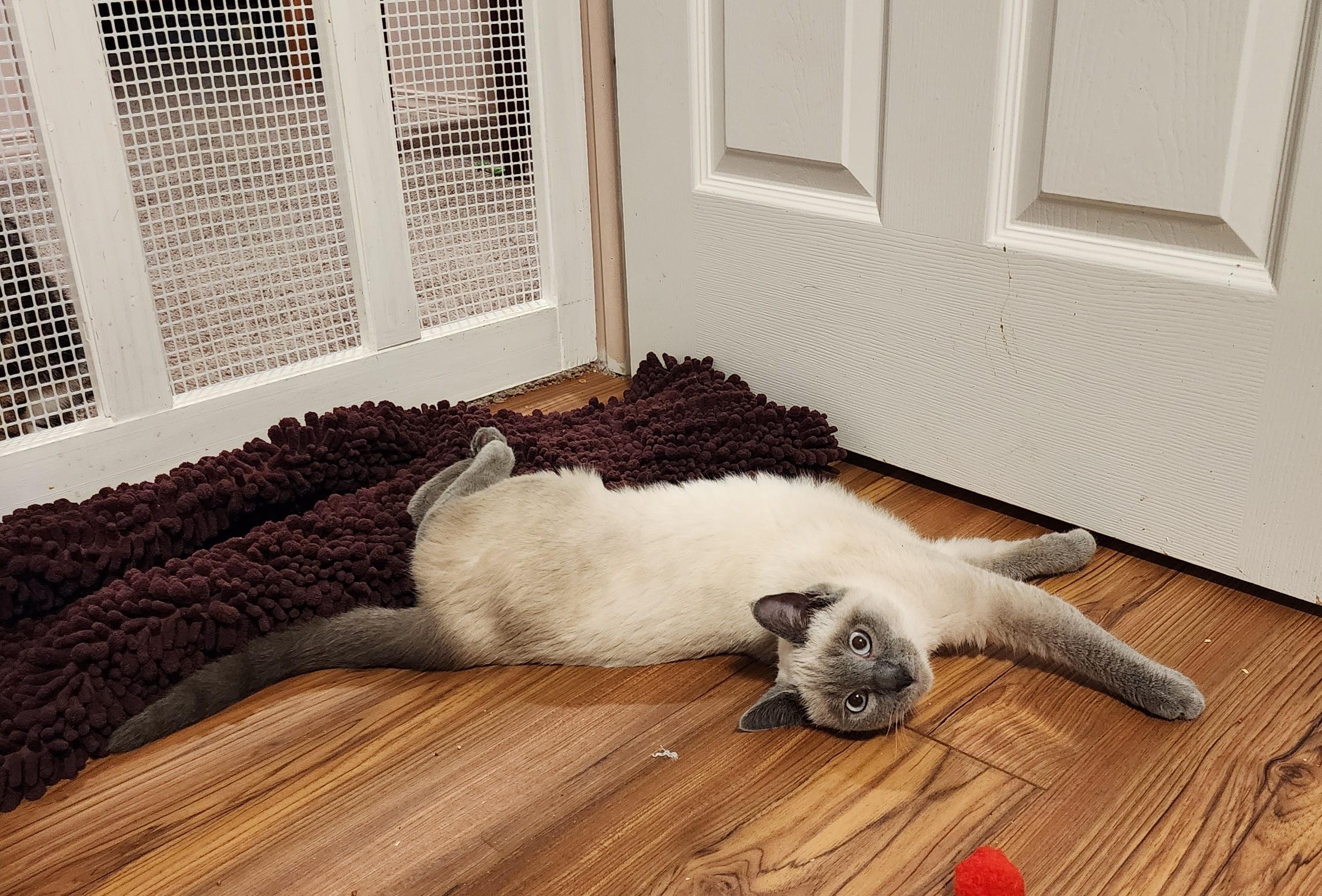 Enlarge Tundra, a Adoptable Siamese in Bothell, WA image 2/3