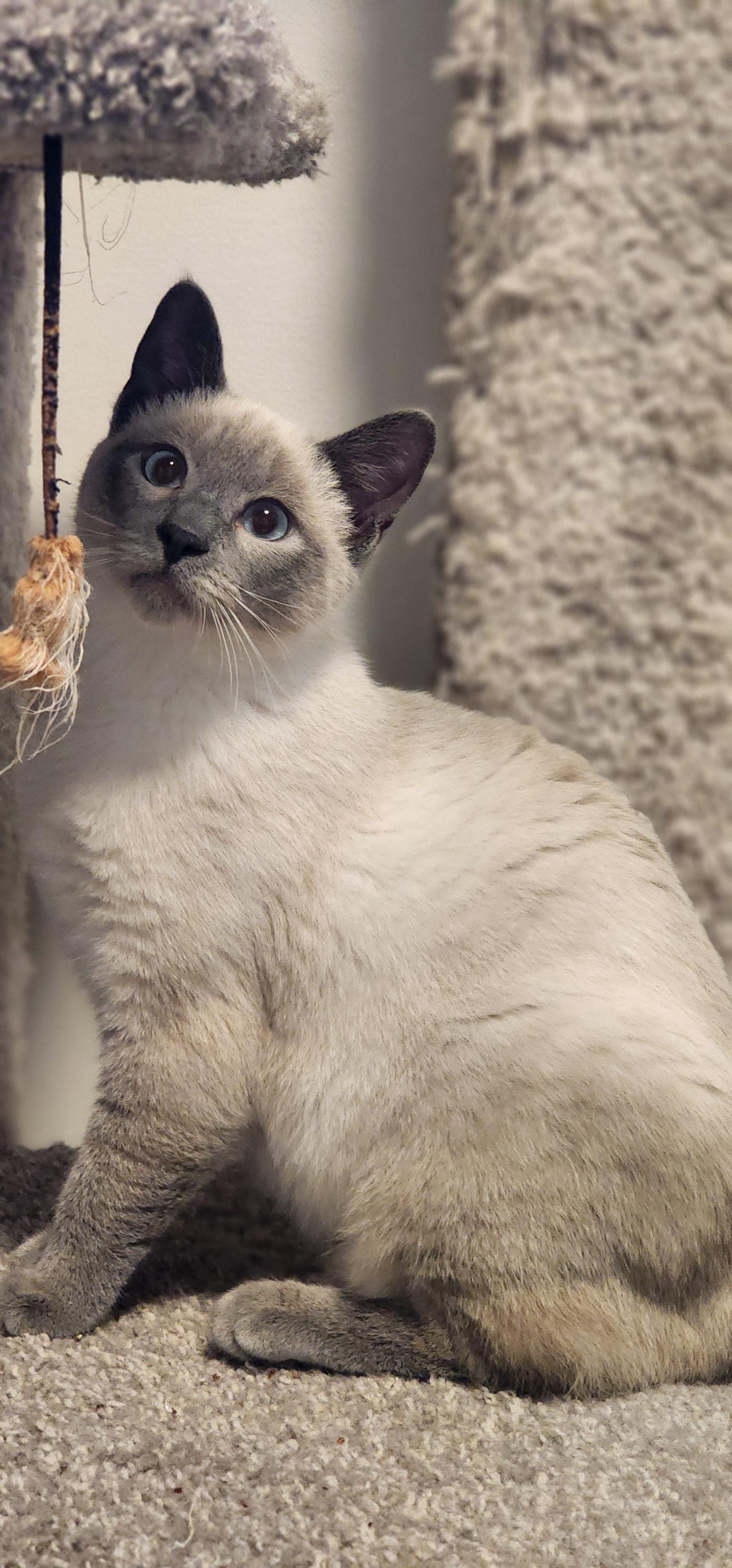 Enlarge Tundra, a Adoptable Siamese in Bothell, WA image 3/3
