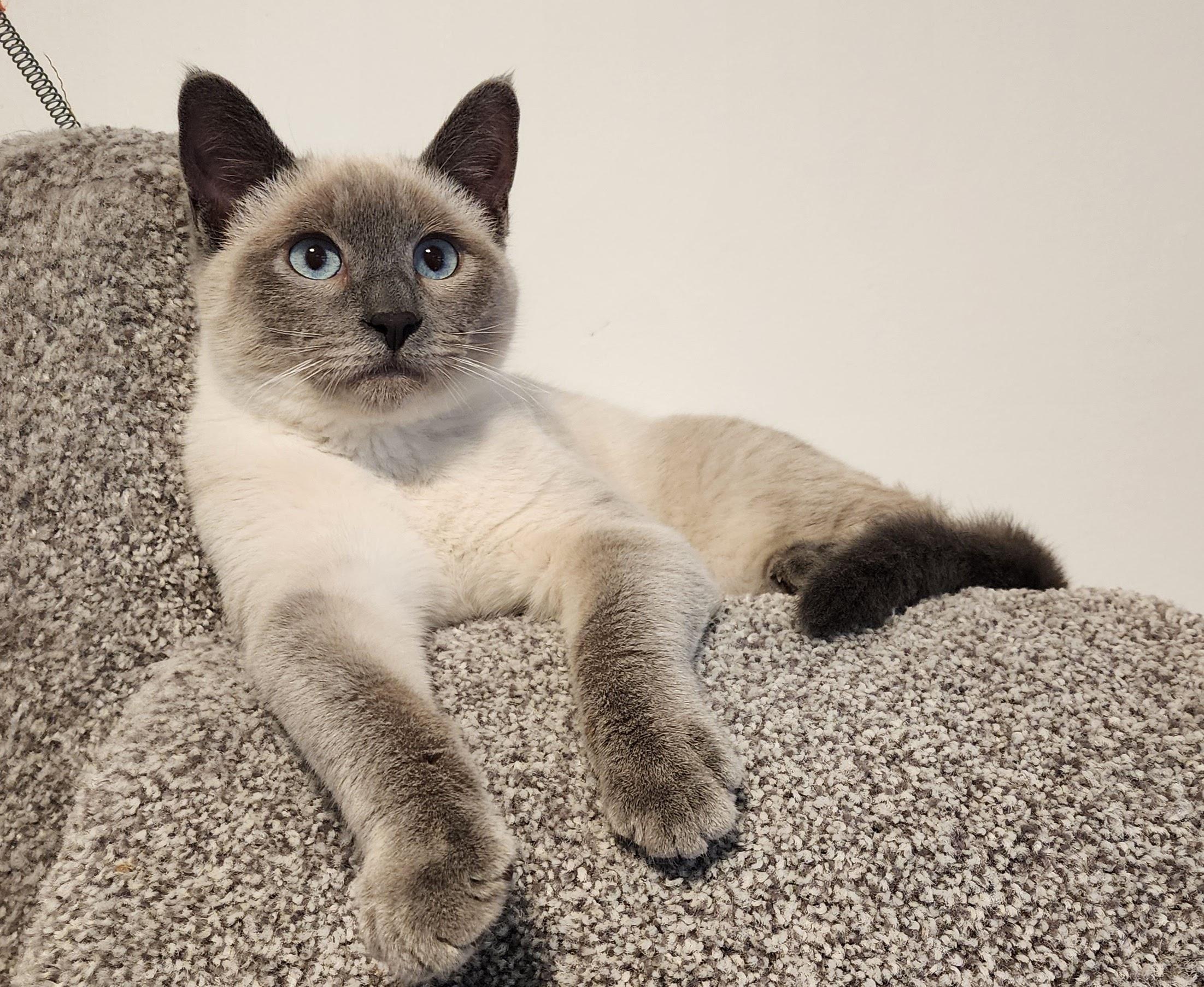 Enlarge Tundra, a Adoptable Siamese in Bothell, WA image 1/3