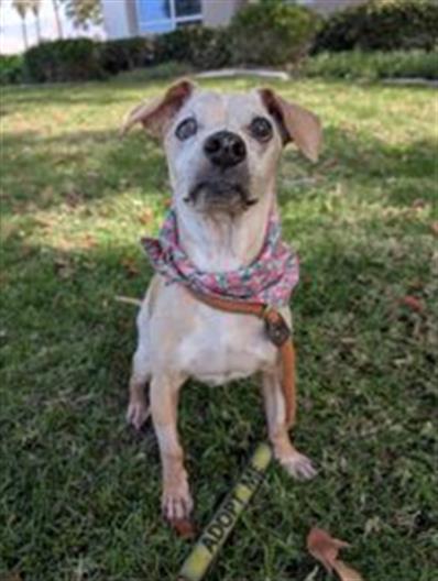 Enlarge SCOOTER- IN FOSTER, a Adoptable mixed breed in Redlands, CA image 1/1