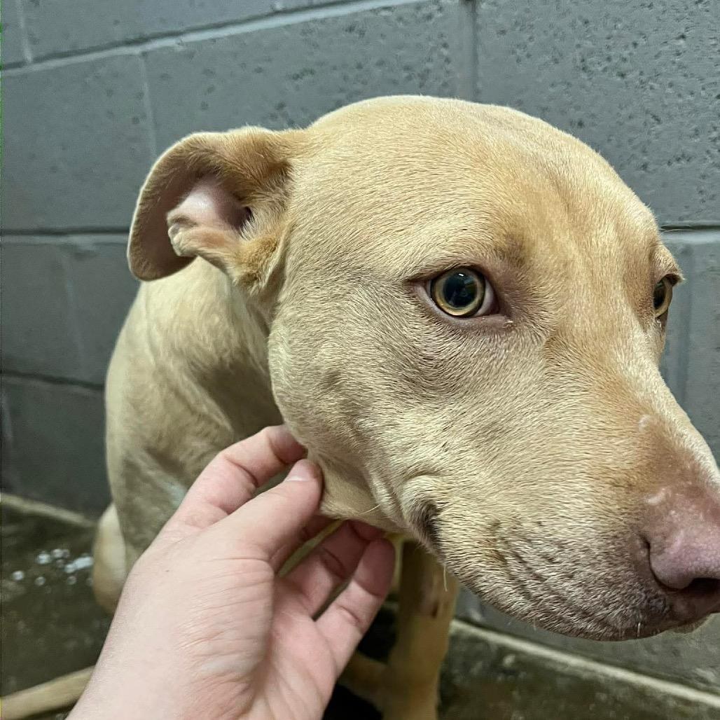 Arson, Adoptable, Young Male Pit Bull Terrier.