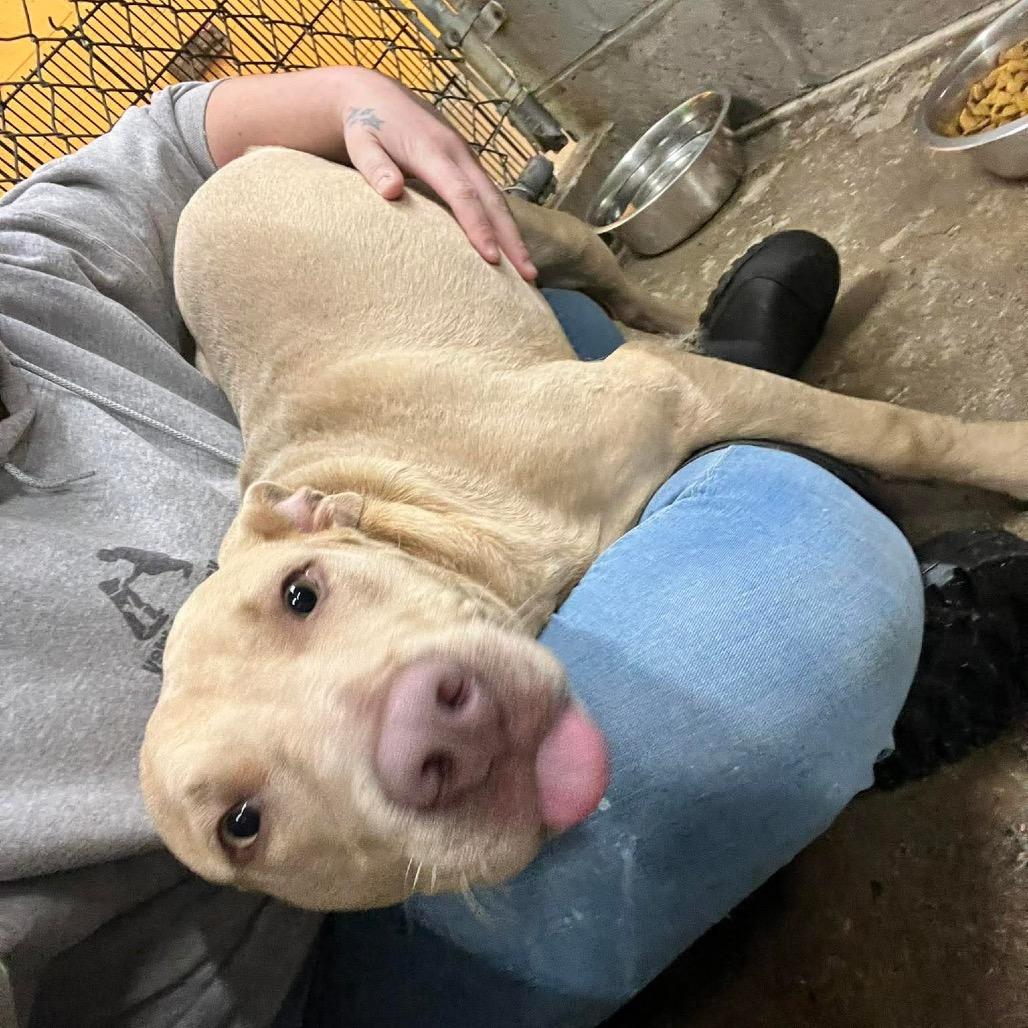 Arson, a Adoptable Pit Bull Terrier in Corbin, KY image 2/6