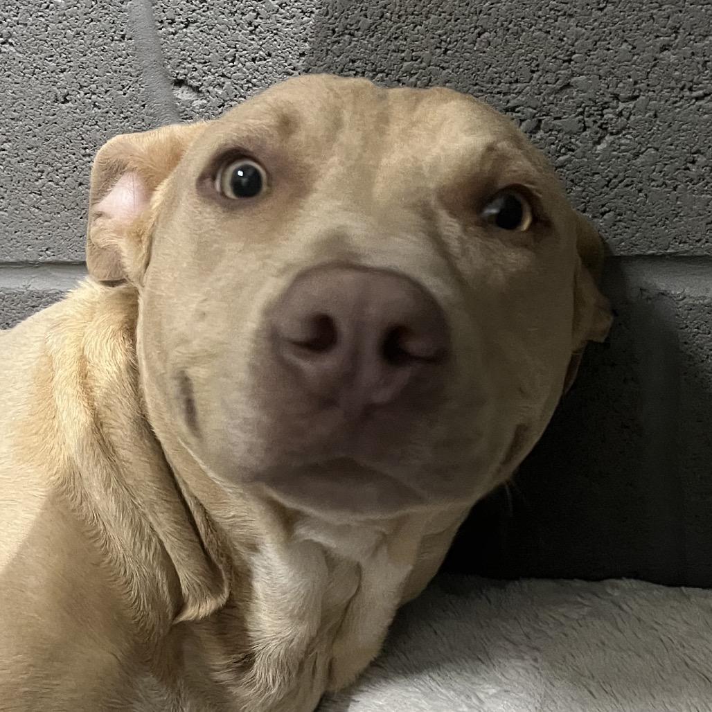 Arson, a Adoptable Pit Bull Terrier in Corbin, KY image 3/6