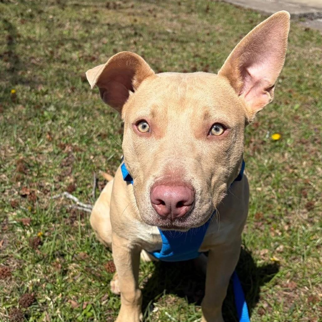 Arson, a Adoptable Pit Bull Terrier in Corbin, KY image 4/6