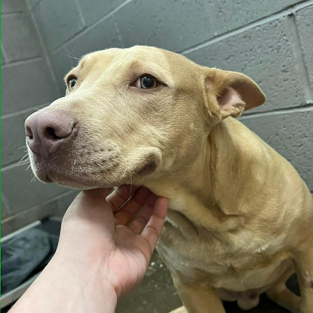 Arson, a Adoptable Pit Bull Terrier in Corbin, KY image 5/6