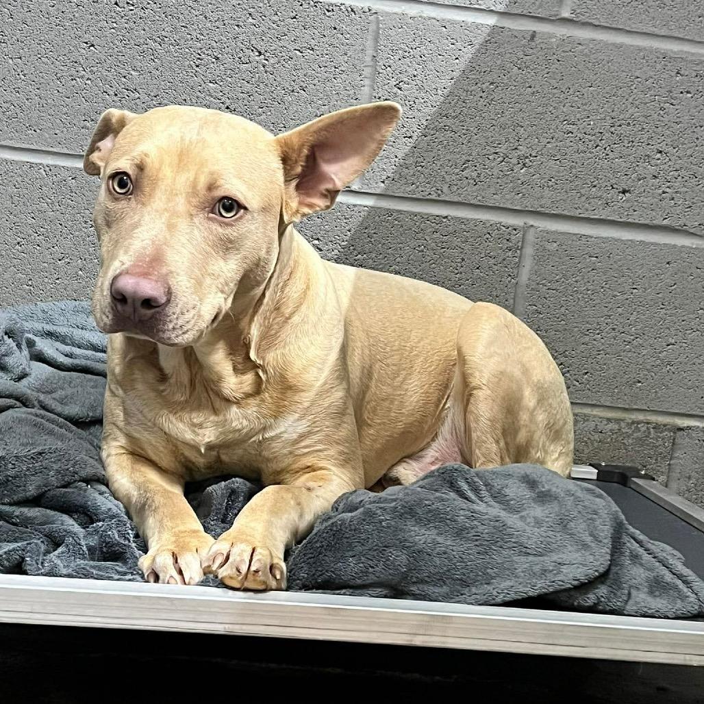 Arson, a Adoptable Pit Bull Terrier in Corbin, KY image 6/6