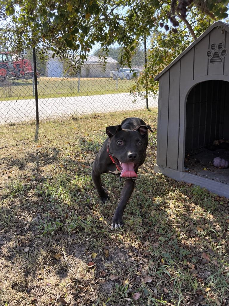 Olive, Adoptable, Young Female Mixed Breed.
