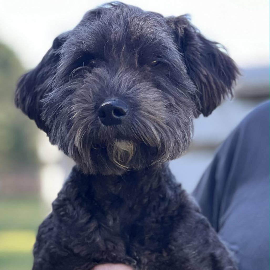 Enlarge Cici, a Adoptable mixed breed in Smithfield, NC image 1/1