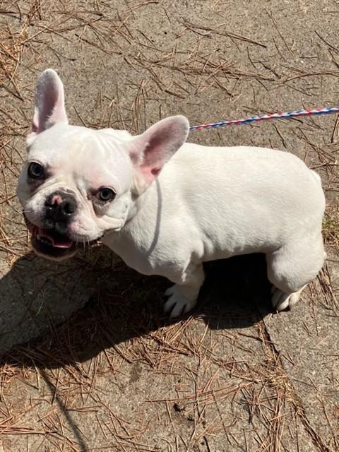 SPIDER, Adoptable, Young Male French Bulldog.
