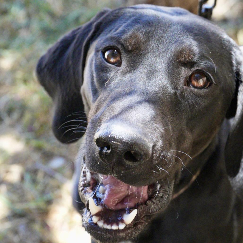 Enlarge Dixie, a Adoptable mixed breed in Pagosa Springs, CO image 1/6