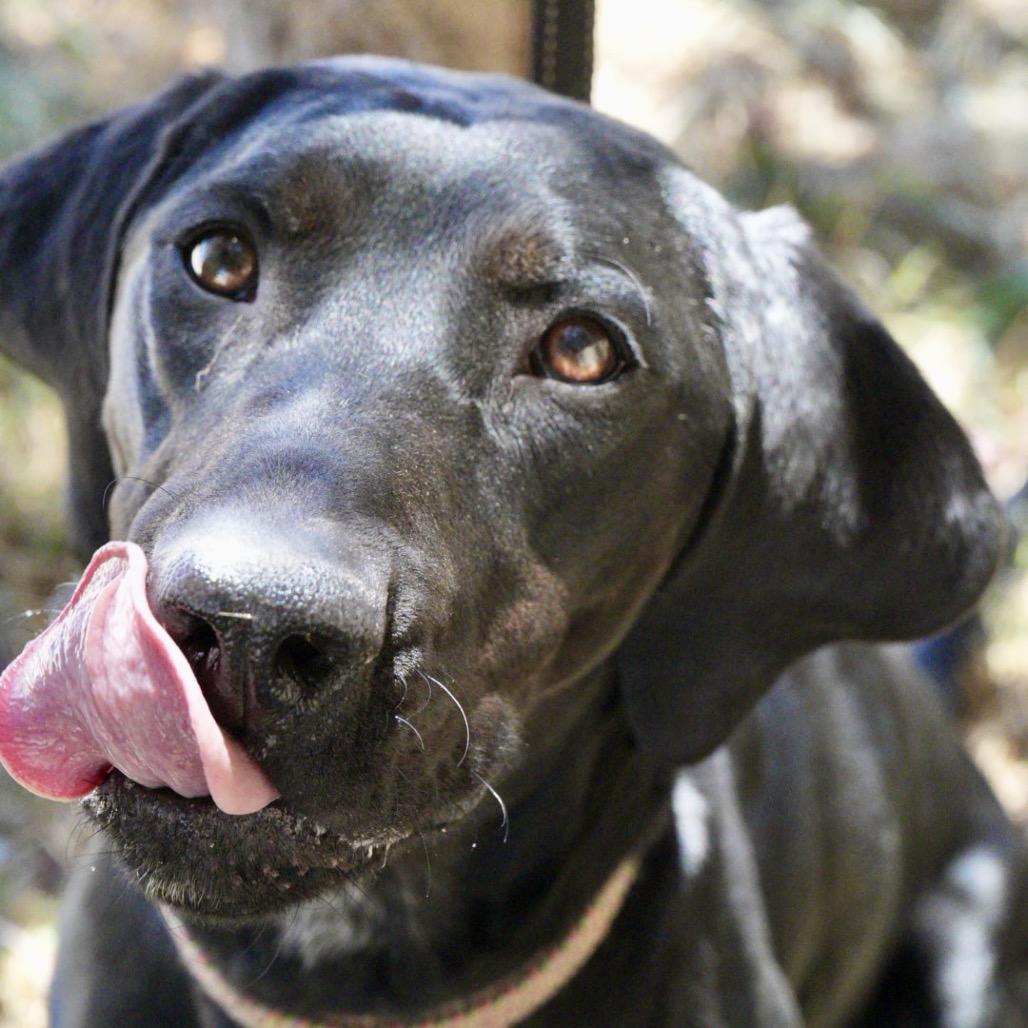 Enlarge Dixie, a Adoptable mixed breed in Pagosa Springs, CO image 2/6